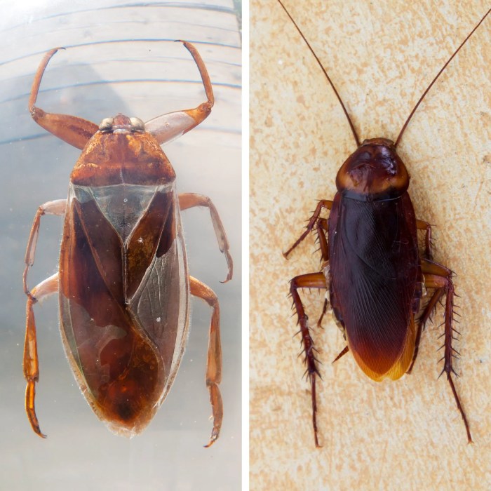 Punaise diabolique halys halyomorpha Punaise diabolique halys halyomorpha