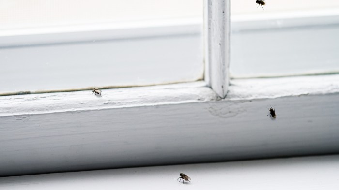 Bugs
