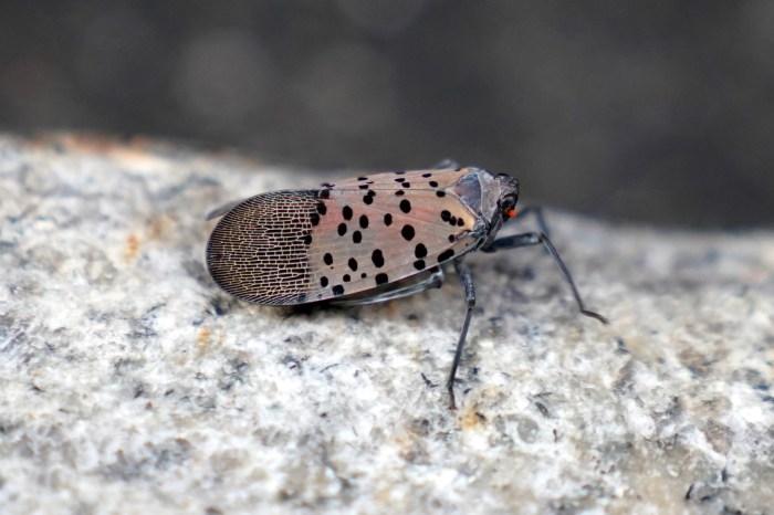 Bugs